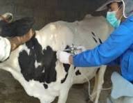 ۷۵ میلیون راس دام سبک و سنگین علیه بیماری تب برفکی واکسینه شدند