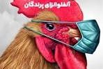 هیچ کانون خطرناکی از آنفلوانزای فوق حاد پرندگان در کشور وجود ندارد