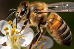 پیش بینی رشد ۴.۷ درصدی تولید عسل؛ ایران ظرفیت صادرات عسل به ترکیه را دارد