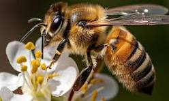پیش بینی رشد ۴.۷ درصدی تولید عسل؛ ایران ظرفیت صادرات عسل به ترکیه را دارد