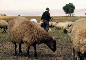 تقویت صندوق توسعه دامپروری برای حمایت از دامداران روستایی و عشایری