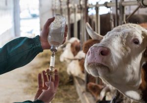 کاهش ۵۰ درصدی کانون بیماری‌های دامی در همدان