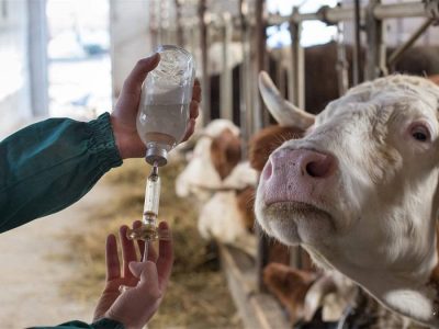 کاهش ۵۰ درصدی کانون بیماری‌های دامی در همدان