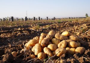 بازار سیب زمینی تا ۲ هفته آینده متعادل می‌شود؛ گوشت قرمز و مرغ تامین است