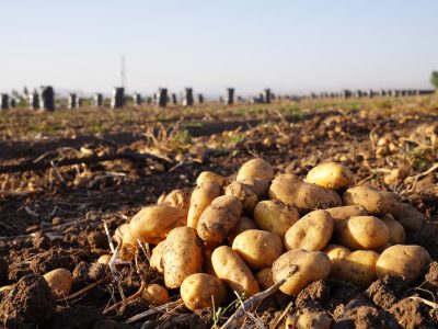 بازار سیب زمینی تا ۲ هفته آینده متعادل میشود؛ گوشت قرمز و مرغ تامین است