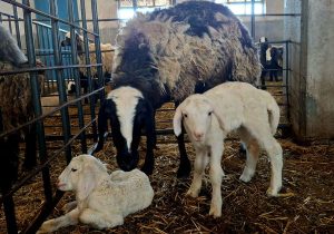 پروژه های انتقال رویان دامهای با عملکرد بالا؛ مدیریت دامپروری در کشور در مسیر امنیت غذایی