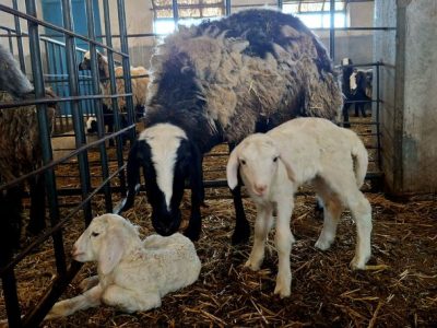 پروژه های انتقال رویان دامهای با عملکرد بالا؛ مدیریت دامپروری در کشور در مسیر امنیت غذایی