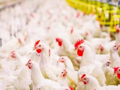 باید در مدیریت بیماری‌های دام و طیور جلوتر حرکت کنیم