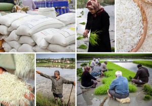 بازار برنج؛ جولانگاه احتکارگران و انحصارگران