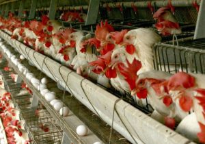 صنعت طیور با شیوع آنفلوانزا فوق‌حاد پرندگان در جهان تحت کنترل است