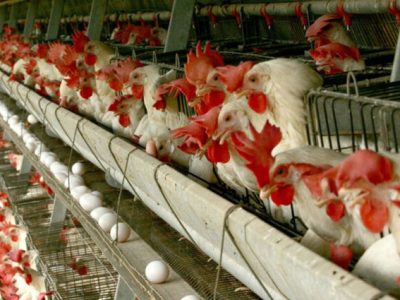 صنعت طیور با شیوع آنفلوانزا فوق‌حاد پرندگان در جهان تحت کنترل است