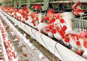 ایران در مقابله با آنفلوآنزاری فوق حاد پرندگان کاهلی نکرده است؛ تامین امنیت نسبی برای مرغداری‌ها