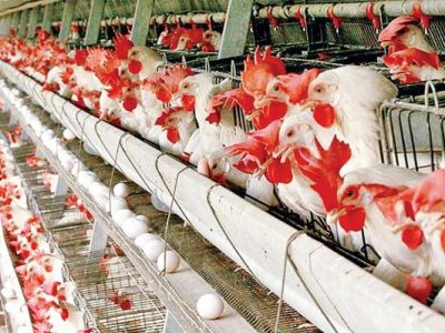 ایران در مقابله با آنفلوآنزاری فوق حاد پرندگان کاهلی نکرده است؛ تامین امنیت نسبی برای مرغداری‌ها
