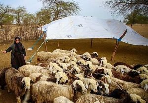 تقویت جامعه عشایری با حمایت بانک کشاورزی/ تسهیلات مالی برای افزایش تولید گوشت قرمز