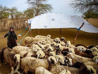 تقویت جامعه عشایری با حمایت بانک کشاورزی/ تسهیلات مالی برای افزایش تولید گوشت قرمز