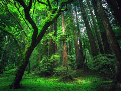 لزوم تمرکز موسسه تحقیقات جنگل‌ها و مراتع کشور بر تجاری‌سازی و درآمدزایی