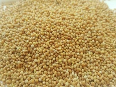 معرفی ۶ رقم هیبرید ارزن علوفهای جدید در کشور