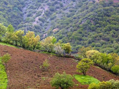 آغاز اقدامات ویژه نوروز برای حفاظت از منابع طبیعی از ۲۸ اسفند/ ۵۰۰ هزار همیار طبیعت با یگان حفاظت منابع طبیعی همکاری میکنند