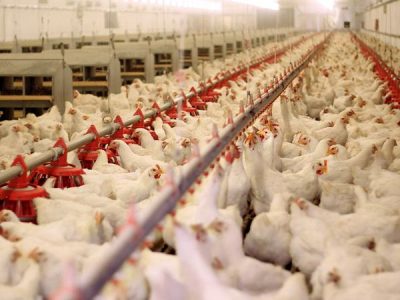 وضعیت صنعت طیور ایران مطلوب است