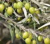 پیش‌بینی تولید ۱۵۰ هزار تن زیتون؛ بازسازی ۳۰ هزار هکتار باغ زیتون در دستورکار است