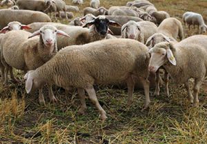 ایران در رتبه چهارم تولید دام سبک؛ چرا قیمت‌ها تعدیل نمی‌شود؟