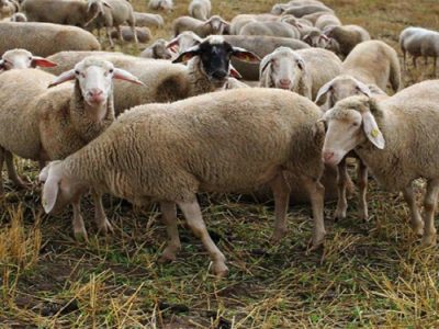 ایران در رتبه چهارم تولید دام سبک؛ چرا قیمت‌ها تعدیل نمی‌شود؟