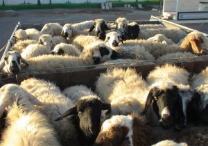 حمل و نقل دام بدون مجوز بهداشتی در زنجان ممنوع شد