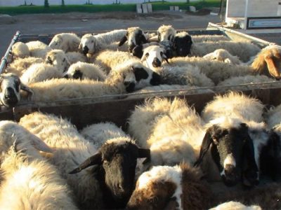 حمل و نقل دام بدون مجوز بهداشتی در زنجان ممنوع شد