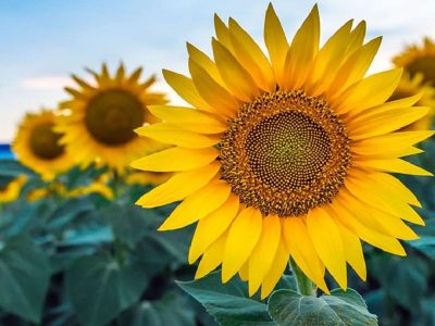 معرفی ۲ رقم جدید آفتابگردان هیبریدی