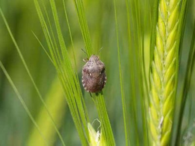 ارز واردات سموم کشاورزی توافقی شد