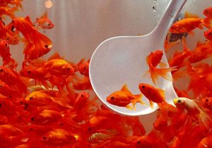 هشدار سازمان دامپزشکی برای خرید و نگهداری ماهی قرمز