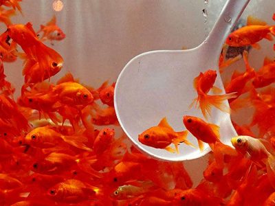 هشدار سازمان دامپزشکی برای خرید و نگهداری ماهی قرمز