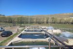 مزرعه ۳۵ تنی ماهیان سردآبی روستای حکیم قشلاقی شهرستان اردبیل به چرخه تولید بازگشت