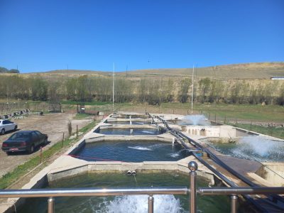 مزرعه ۳۵ تنی ماهیان سردآبی روستای حکیم قشلاقی شهرستان اردبیل به چرخه تولید بازگشت