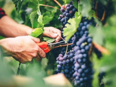 صادرات ۵.۲ میلیارد دلاری محصولات کشاورزی در سال ۱۴۰۳؛ ثبت رشد ۲۹ درصدی