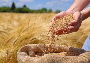 خرید تضمینی گندم از جنوب‌ شرق کشور آغاز شد