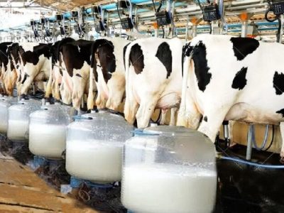 قیمت هر لیتر شیرخام ۲۳ هزار و ۹۷۰ تومان تعیین شد