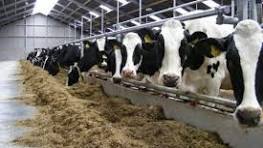 نیاز روزانه استان تهران به بیش از ۲ هزار تن گوشت قرمز و مرغ