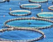 تمرکز بر کیفیت و فناوری‌های نوین در صنعت شیلات ایران