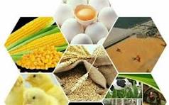 تامین نهادههای دامی به روال سال گذشته توسط وزارت جهاد صورت می پذیرد