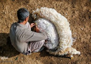 پشمهایی که باد میبرد؛ سرمایهای فراموششده بر تن گوسفندان ایرانی