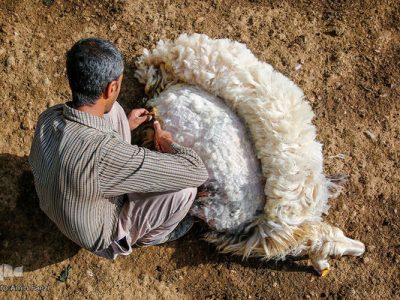 پشمهایی که باد میبرد؛ سرمایهای فراموششده بر تن گوسفندان ایرانی