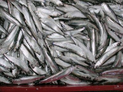 صید ۲۱ هزار تن ماهی کیلکا در دریای خزر