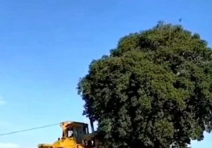 قرق جنگل‌های بلوط را نجات می‌دهد