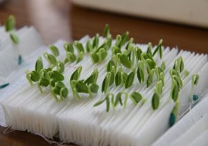 ۳۰ رقم جدید بذر برای تجاریسازی معرفی شد