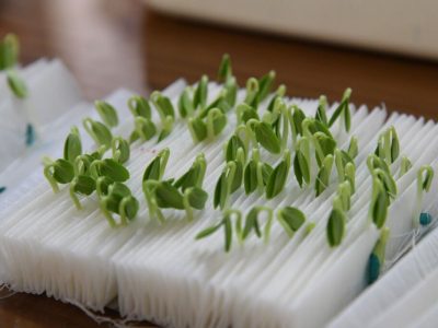 ۳۰ رقم جدید بذر برای تجاریسازی معرفی شد