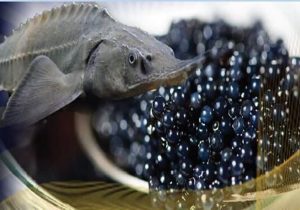 تولید ماهیان خاویاری بهبود یافت