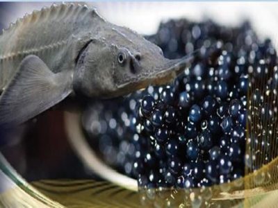 تولید ماهیان خاویاری بهبود یافت