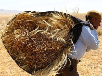 خلفوعده دولت در پرداخت پول گندمکاران