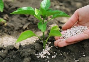 ۱۴۹۰تن کود کشاورزی در مازندران توزیع شد